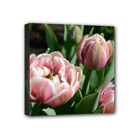 Tulips Mini Canvas 4  X 4  (framed) by anstey