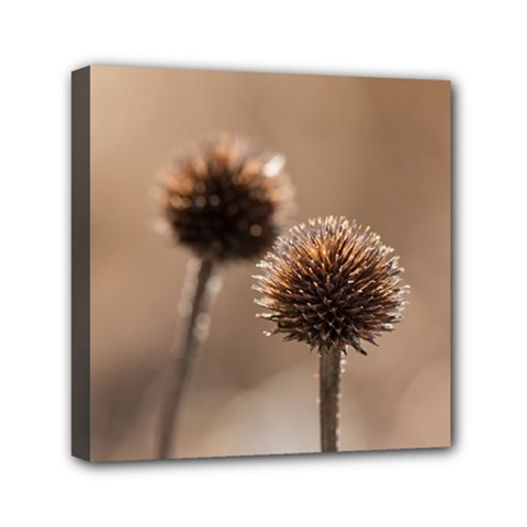 2  Verwelkte Kugeldistel Mini Canvas 6  X 6  by wsfcow