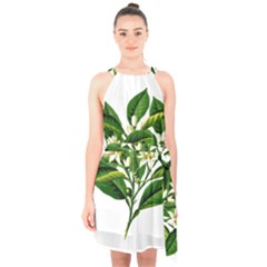 Bitter Branch Citrus Edible Floral Halter Collar Waist Tie Chiffon Dress by Nexatart