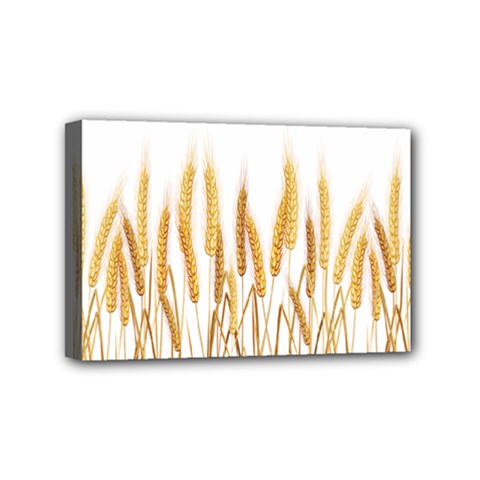 Wheat Plants Mini Canvas 6  X 4  by Mariart