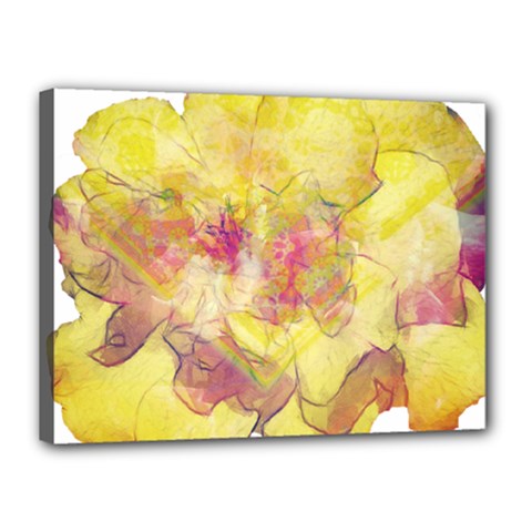 Yellow Rose Canvas 16  X 12  by aumaraspiritart