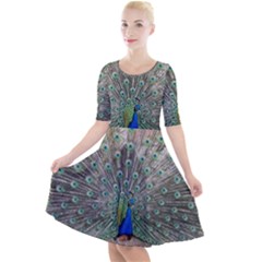 Peacock Bird Animal Feather Quarter Sleeve A-line Dress by Pakrebo