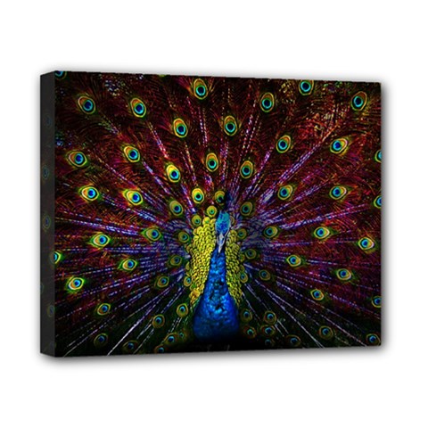 Beautiful Peacock Feather Canvas 10  X 8  (stretched) by Jancukart