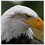 Bald Eagle (2) Canvas 12  x 12  (Unframed) 11.4 x11.56  Canvas - 1