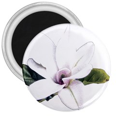 White Magnolia Pencil Drawing Art 3  Magnets by picsaspassion