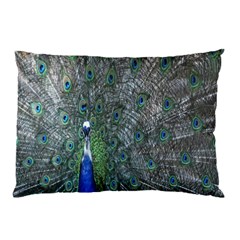 Peacock Four Spot Feather Bird Pillow Case (two Sides) by Nexatart