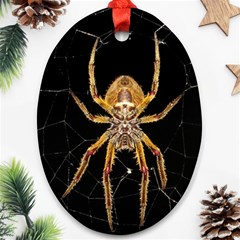 Nsect Macro Spider Colombia Oval Ornament (two Sides) by Celenk