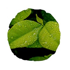 Leaf Green Foliage Green Leaves Standard 15  Premium Flano Round Cushions by Simbadda
