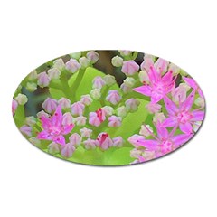 Hot Pink Succulent Sedum With Fleshy Green Leaves Oval Magnet by myrubiogarden