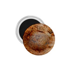 Shell Fossil Ii 1 75  Magnets by okhismakingart