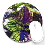 Dark coleus Round Mousepads Front