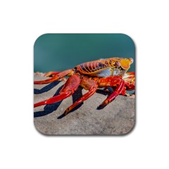 Colored Crab, Galapagos Island, Ecuador Rubber Coaster (square)  by dflcprintsclothing