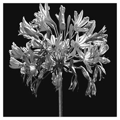 Black And White Lilies Botany Motif Print Lightweight Scarf  by dflcprintsclothing