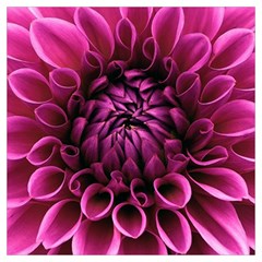 Dahlia-flower-purple-dahlia-petals Lightweight Scarf  by Sapixe