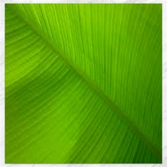 Banana Leaf Canvas 12  X 12  by artworkshop