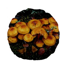 Orange Mushrooms In Patagonia Forest, Ushuaia, Argentina Standard 15  Premium Flano Round Cushions by dflcprintsclothing
