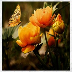 Yellow Butterfly Flower Canvas 16  X 16  by Azkajaya